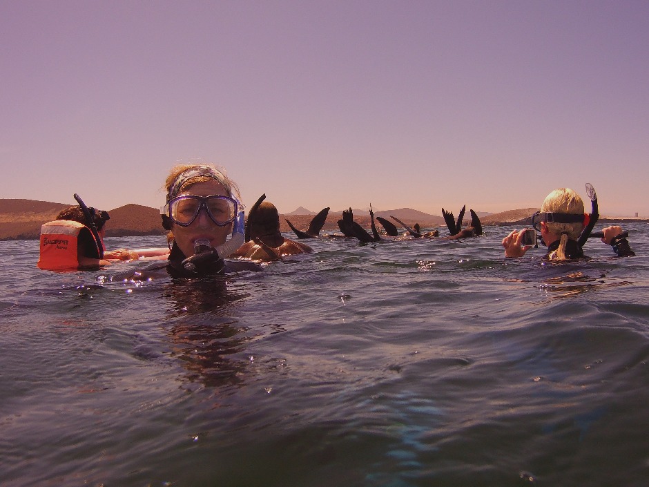 Sea Lions and Snorkelers at the surface in Mexico