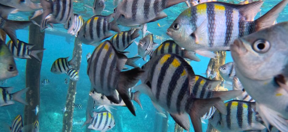 Sergeant Majors at a Jetty in Raja Ampat