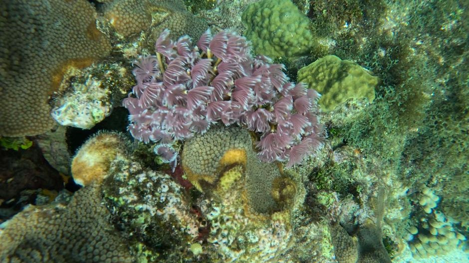Social Featherduster Worms at San Blas Islands Panama