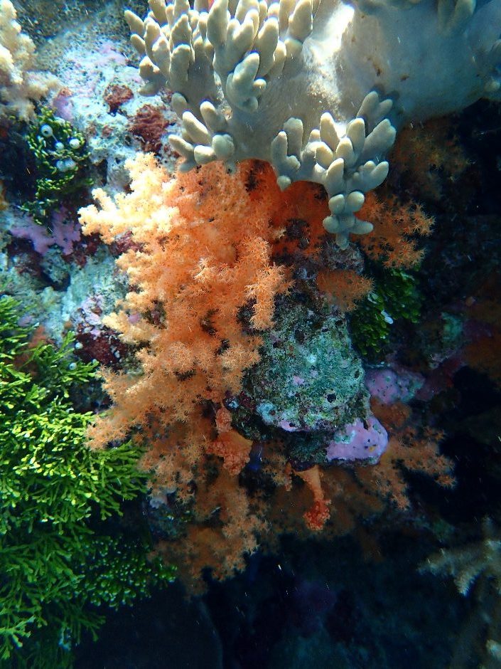 Soft corals at Wakatobi