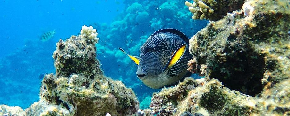 Sohal Surgeonfish at Sunrise Remal Resort Egypt