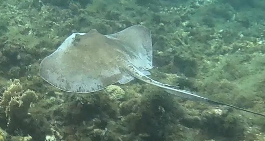 Southern Stingray we saw while snorkeling the San Blas Islands Panama