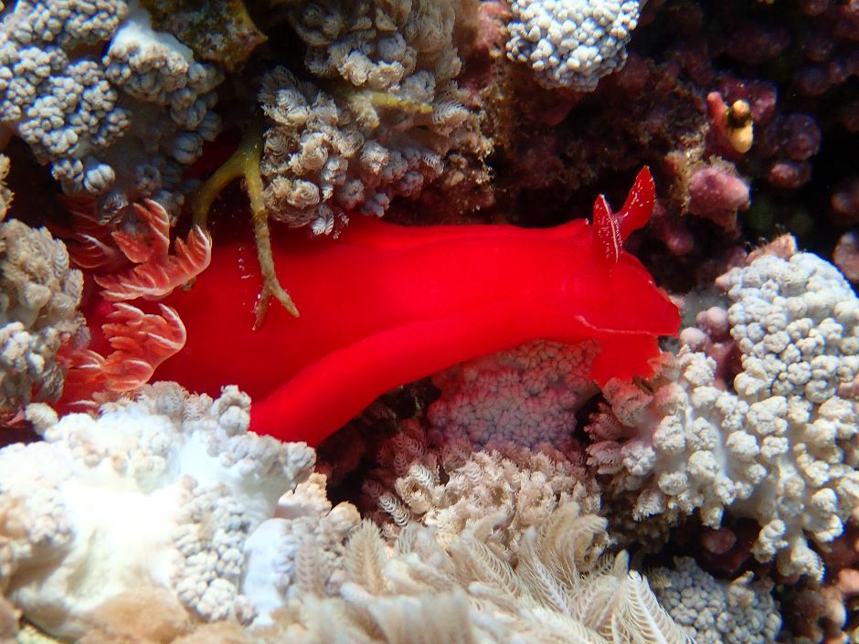 Spanish Dancer Nudibranch in Dahab Egypt