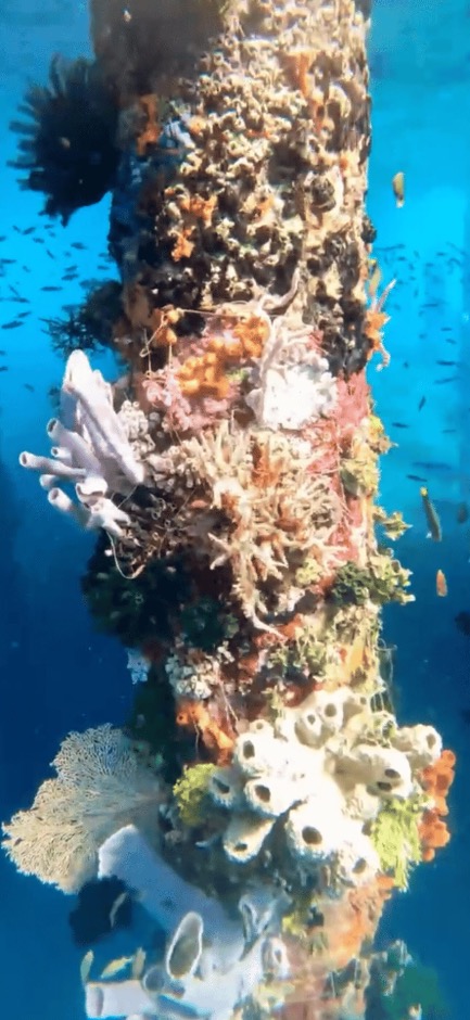 Sponge and coral covered piling in Alor
