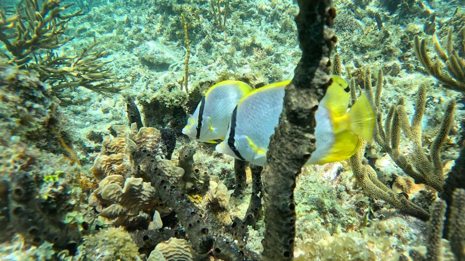 Pair of Spotfin Butterflyfish in San Blas Islands Panama