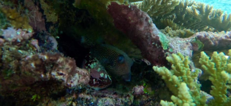 Spotted Boxfish at Metita Resort