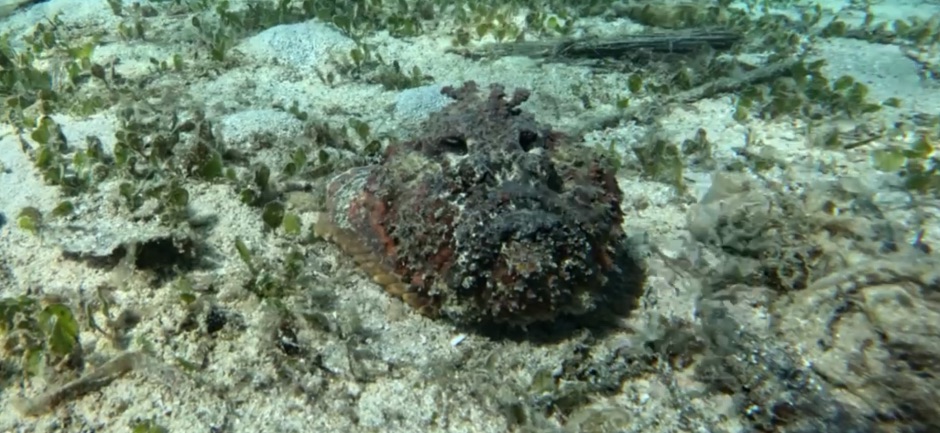 Stonefish Saronde Island
