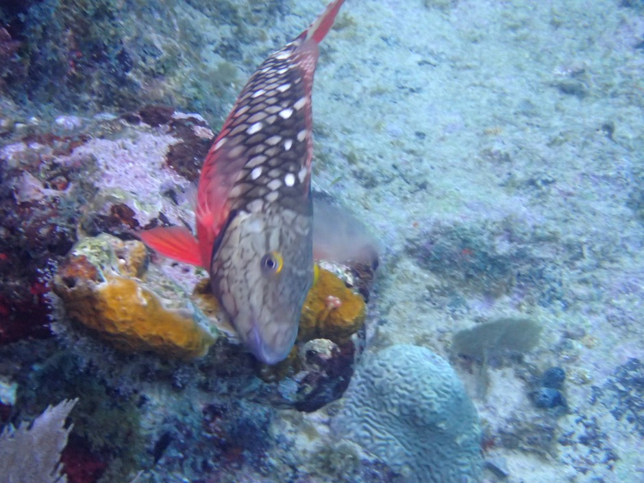 Stoplight Parrotfish in Curacao