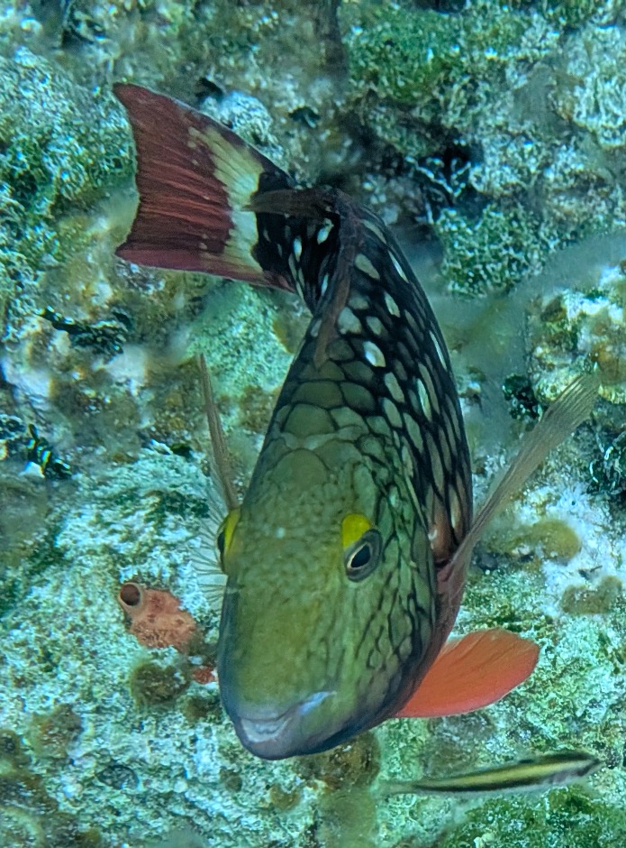 Stoplight Parrotfish in Nassau Bahamas taken with Pixel 9 Pro XL in a Divevolk housing