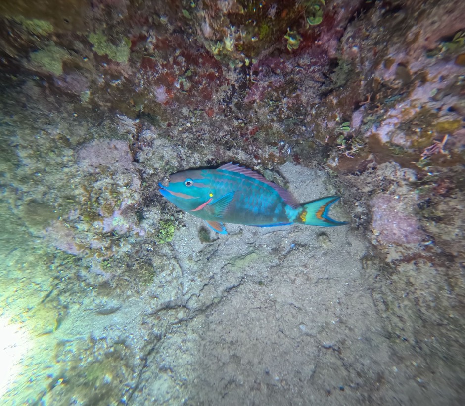 Stoplight Parrotfish in Utila