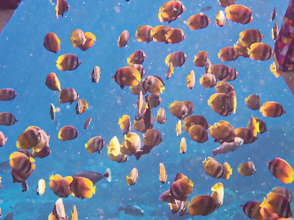 School of Sunburst Butterflyfish in Nusa Lembongan