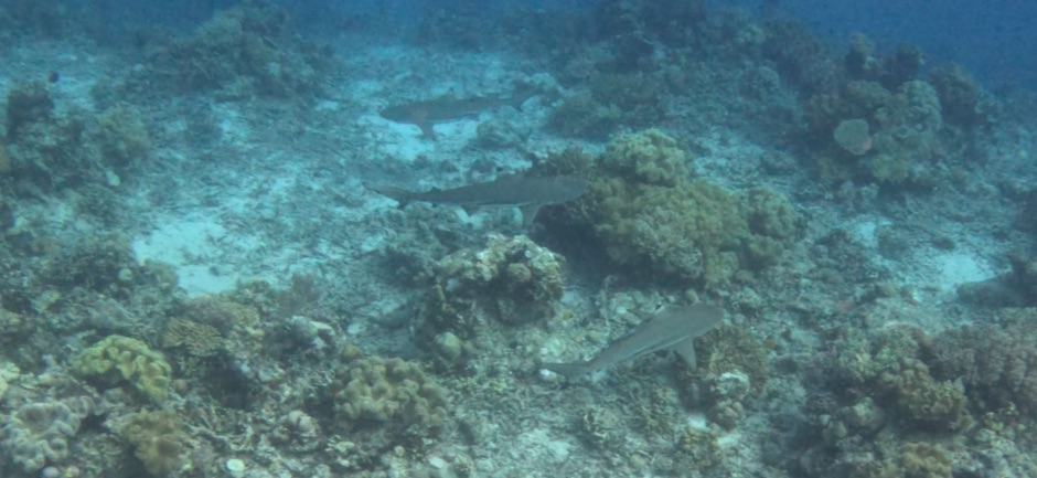 Three Blacktip Reef Sharks at Metita Resort
