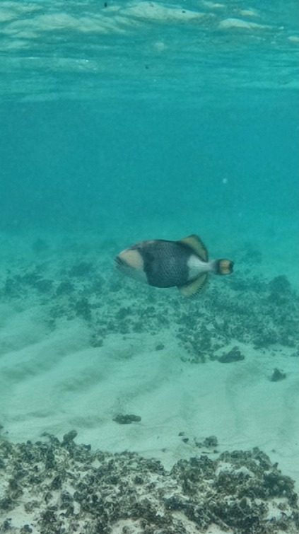 Titan Triggerfish in Matamanoa Fiji