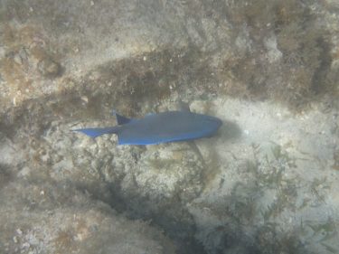 St. John USVI Snorkeling Report - January 2024