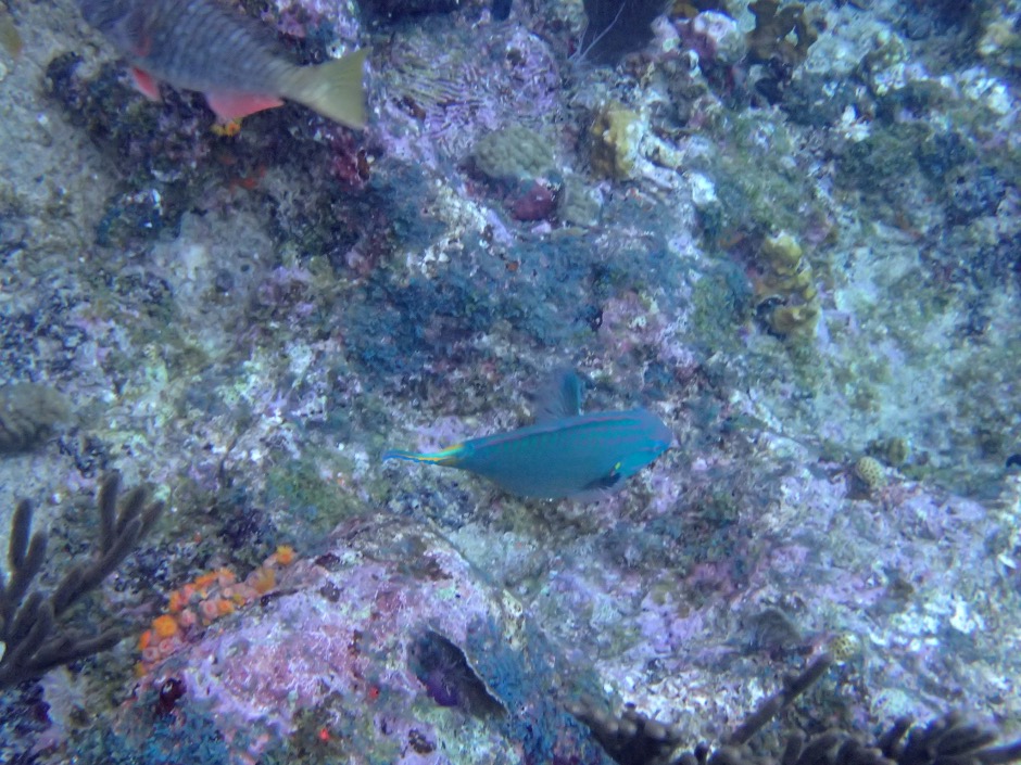 Two parrotfish in Curacao