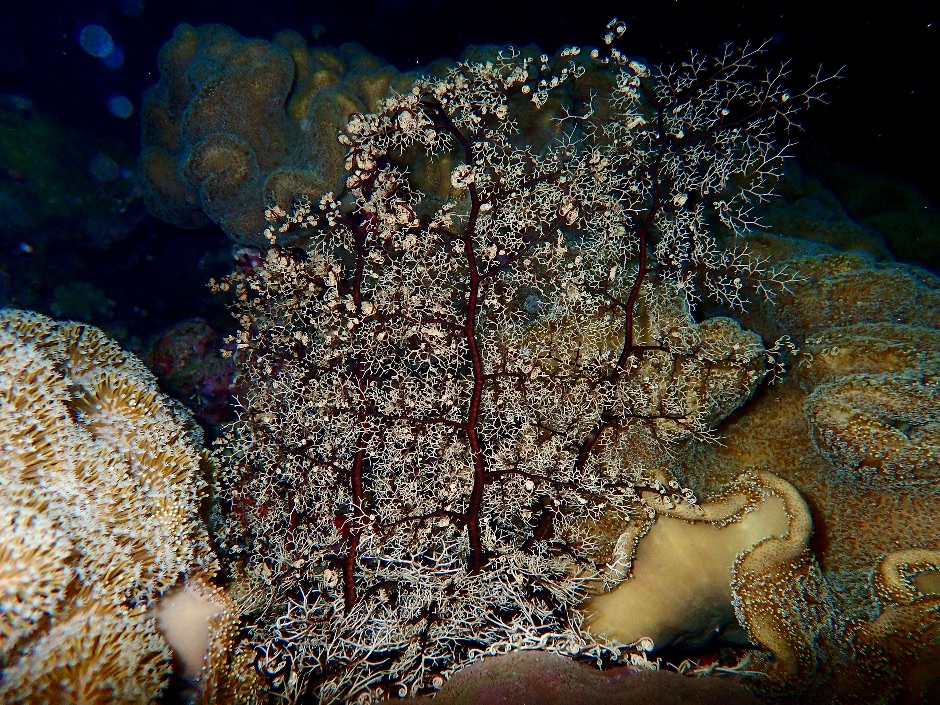 Gorgonian soft coral in Wakatobi