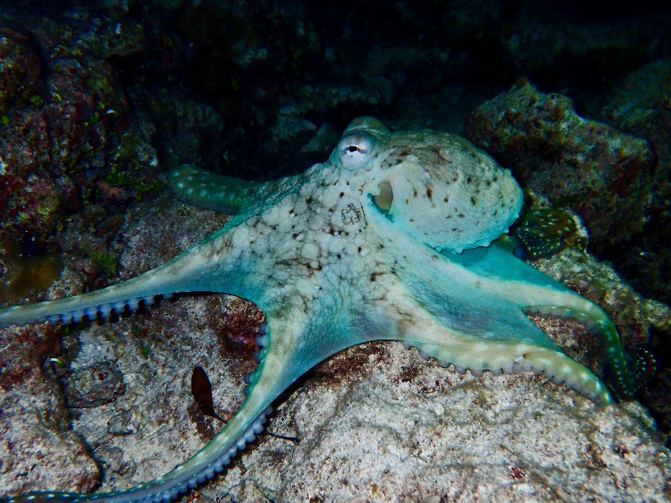Green octopus at Wakatobi
