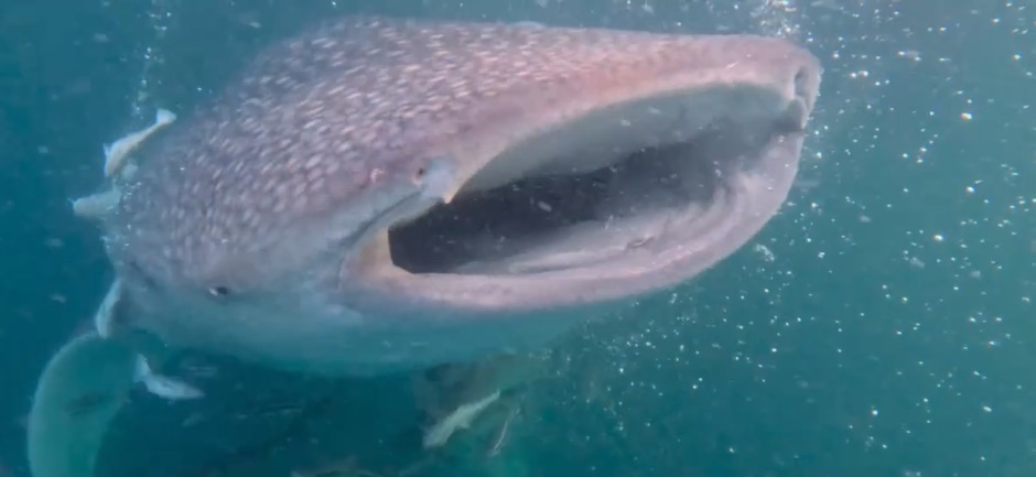 Whale Shark I saw snorkeling Talisayan