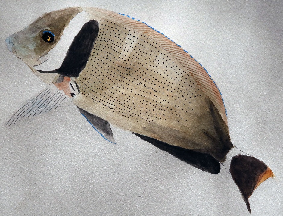 Whitebar Surgeonfish Watercolor Painting
