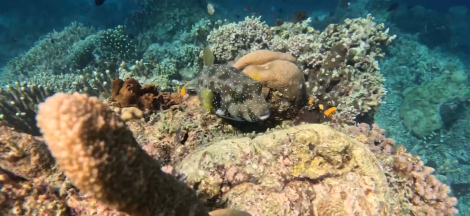 Whitespotted Pufferfish in Bunaken