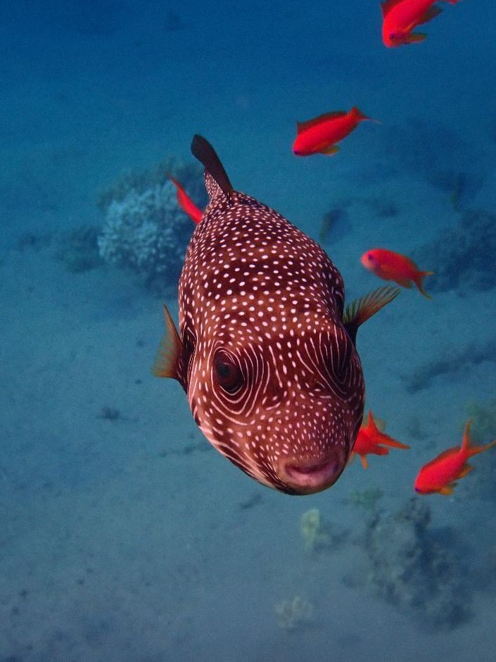 Whitespotted Pufferfish at Happy Life Village in Egypt