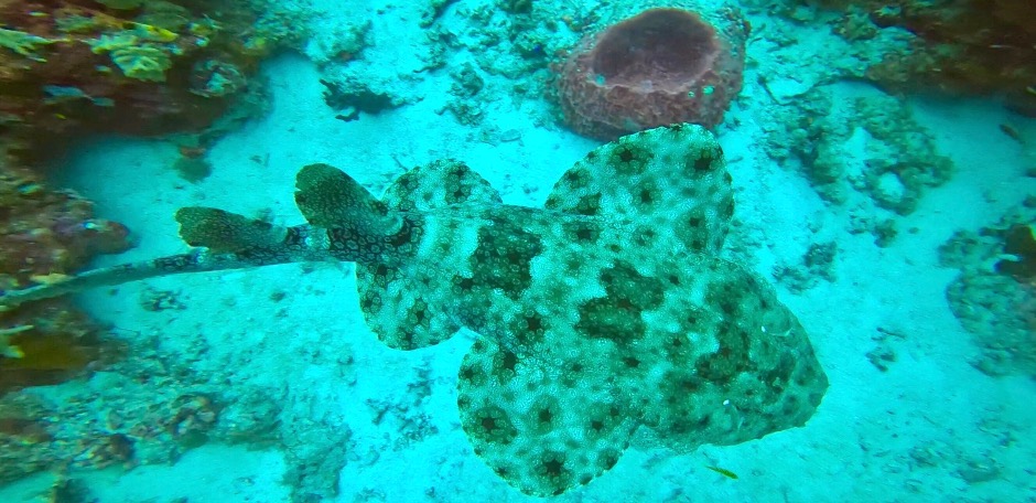 Wobbegong Shark in Raja Ampat