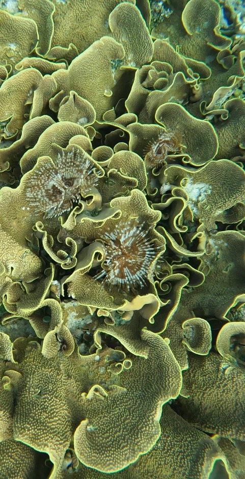 Yellow Scroll Coral with tube worms in Indonesia